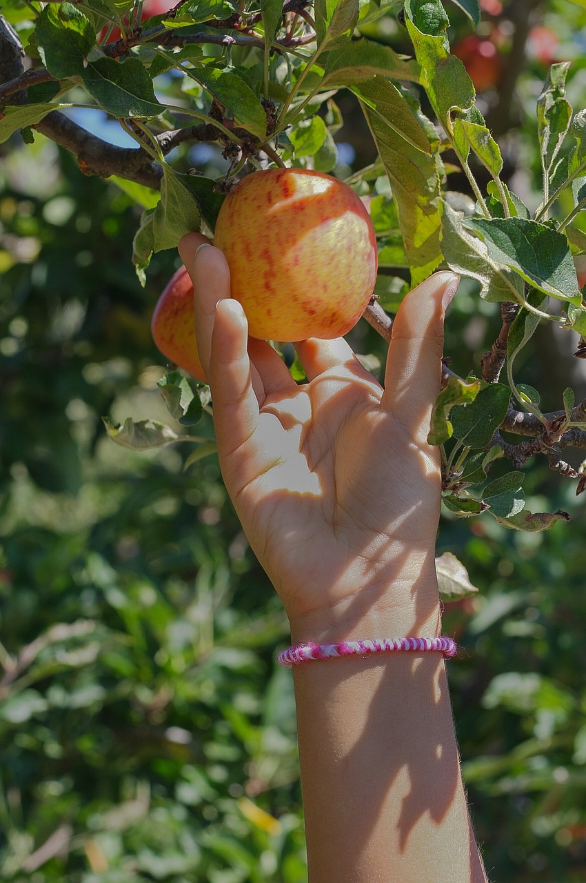 apple, picking, fruit-1572647.jpg